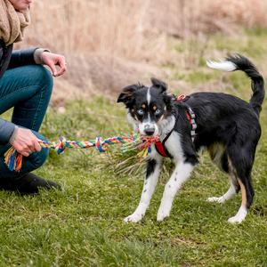 product/n/o/nobby-pet_72493_2.jpg