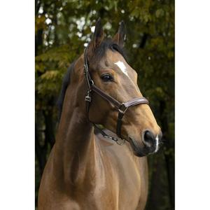 510300218-licol-pour-cheval-norton-pro-anatomique-havane