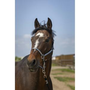 510244202-licol-pour-cheval-en-nylon-doux-norton-noir