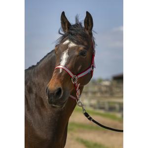 510244203-licol-pour-cheval-en-nylon-doux-norton-rouge
