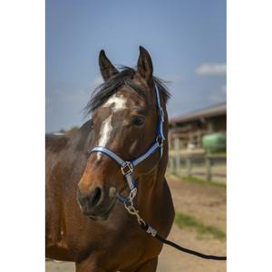 510244206-licol-pour-cheval-en-nylon-doux-norton-bleu-roi