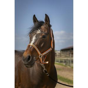 510244222-licol-pour-cheval-en-nylon-doux-norton-orange