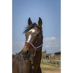 510244234-licol-pour-cheval-en-nylon-doux-norton-prune