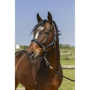 510246102-licol-pour-cheval-4-lignes-norton-noir