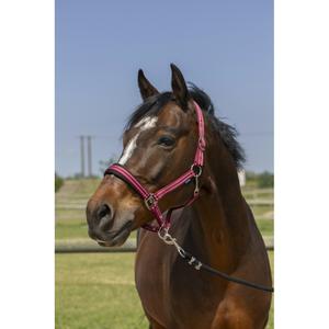 510246033-licol-pour-cheval-4-lignes-norton-bordeaux