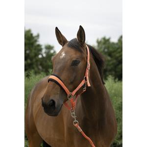 510249225-ensemble-licol-et-longe-pour-cheval-large-norton-corail
