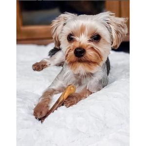 product/n/y/nylabone_983327eu_2.jpg