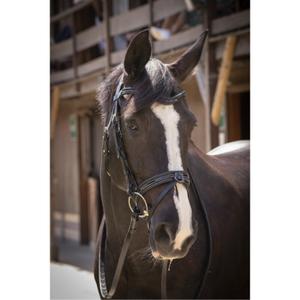 301604202-bridons-equitation-penelope-smoothie-noir