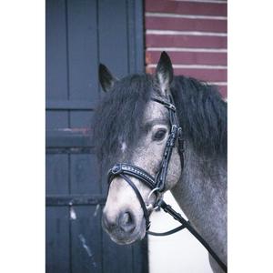 301606102-bridons-equitation-penelope-eden-noir-poney