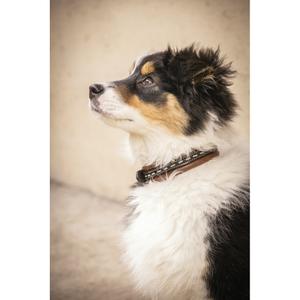 4098230-collier-pour-chien-penelope-point-sellier-havane