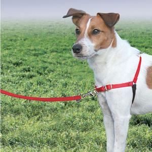 product/p/e/petsafe_cy3117_1.jpg