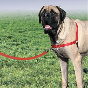 product/p/e/petsafe_cy3117_4.jpg