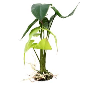 242-480816-decoration-d-aquarium-alocasia-terra-della-vert-15x15x28-cm