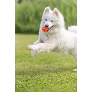 product/t/r/trixie_33543_orange_3.jpg