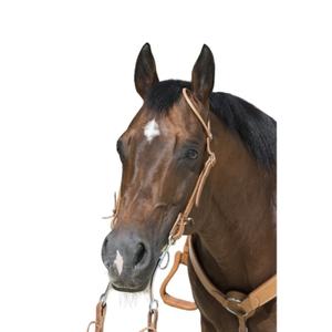 802064318-bridons-equitation-pour-cheval-westride-franck-perret-1-oreille-chocolat-cheval